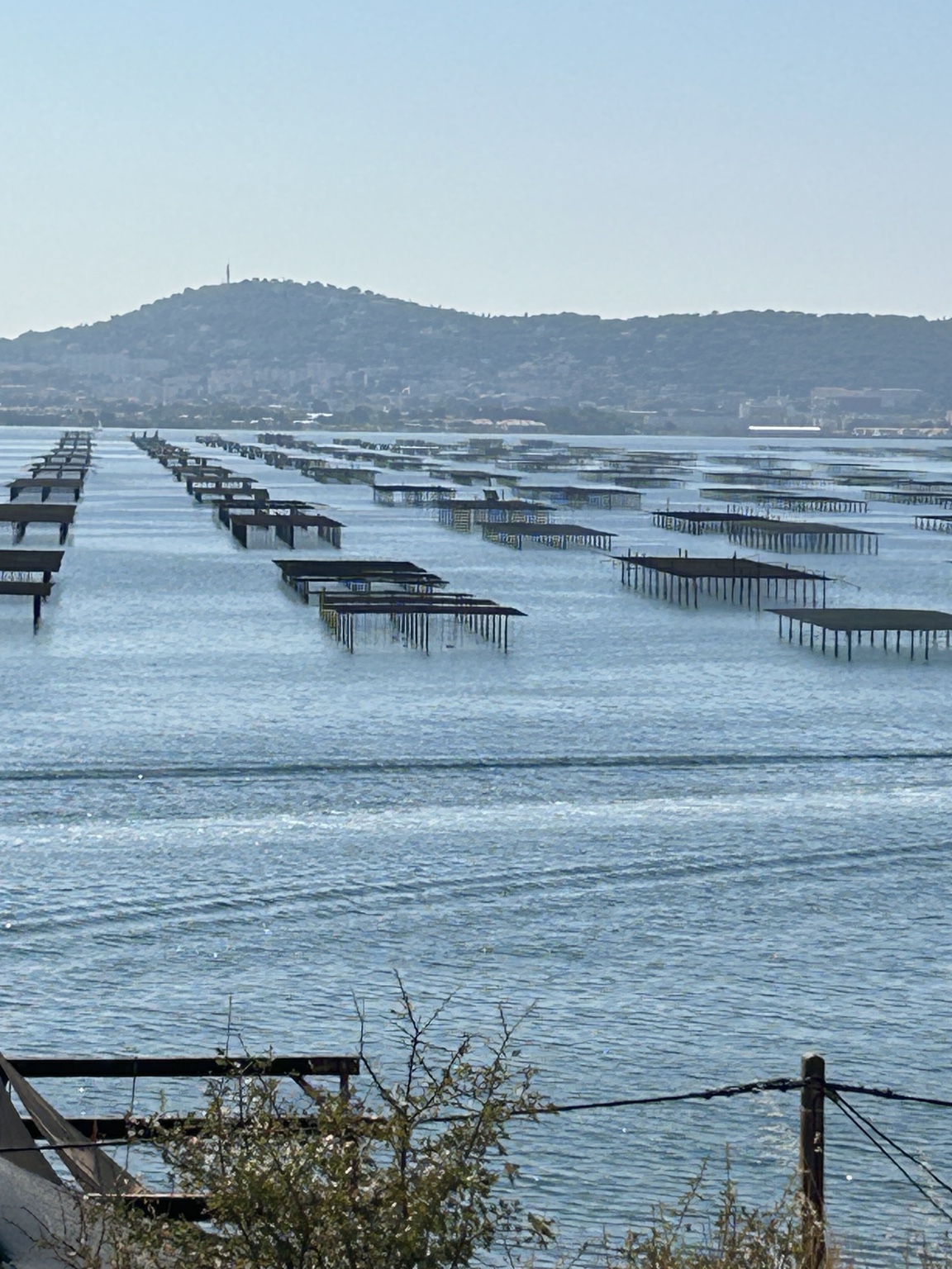 Austern Herkunft Frankreich für Oyster König